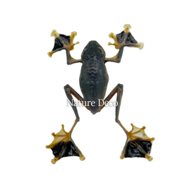 . Geprepareerde Kikker (Rhacophorus Reinwardtii)