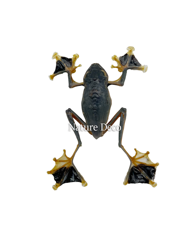 . (On)geprepareerde Kikker (Rhacophorus Reinwardtii )