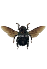 . Ongeprepareerde Xylocopa Caerulea Man (groene bij)