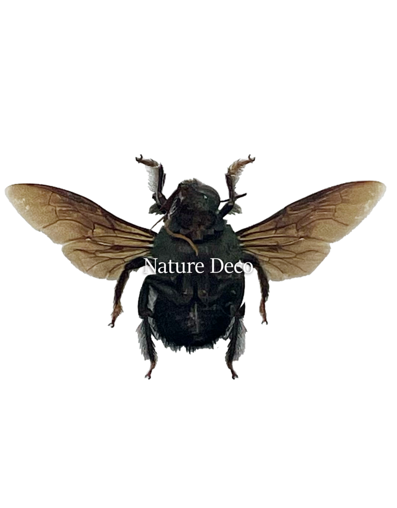 . Unmounted / dried Xylocopa Caerulea Male (green bee)