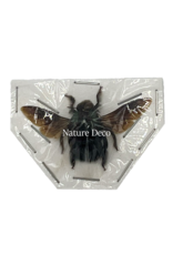 . Unmounted / dried Xylocopa Caerulea Male (green bee)