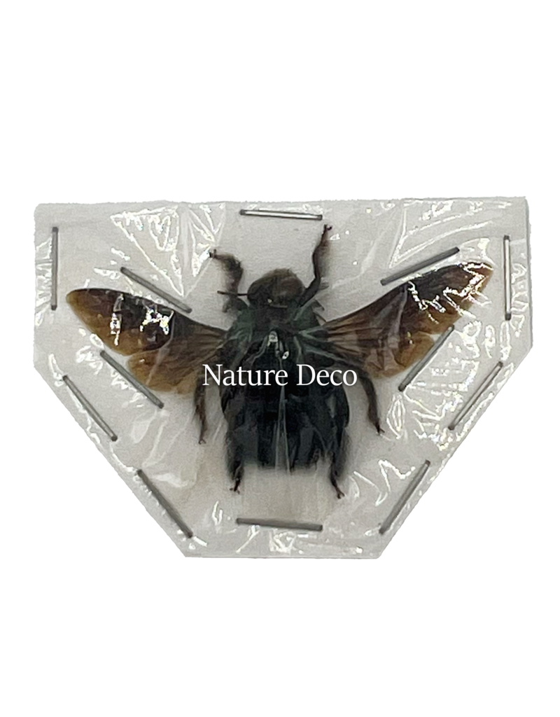 . Ongeprepareerde Xylocopa Caerulea Man (groene bij)