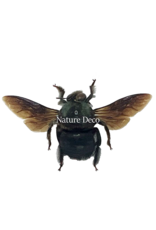 . Unmounted / dried Xylocopa Caerulea Male (green bee)