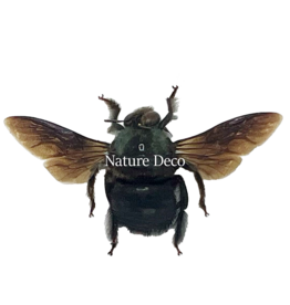 . Ongeprepareerde Xylocopa Caerulea  man(groene bij)