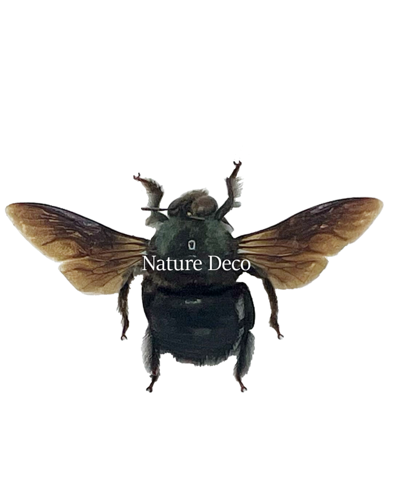 . Unmounted / dried Xylocopa Caerulea Male (green bee)