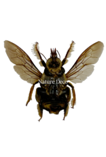 . Unmounted / dried Xylocopa aestuans (male)