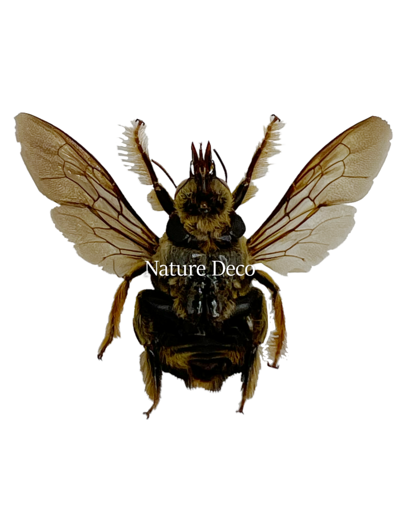 . Unmounted / dried Xylocopa aestuans (male)