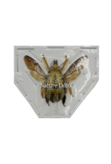 . Ongeprepareerde Xylocopa aestuans man