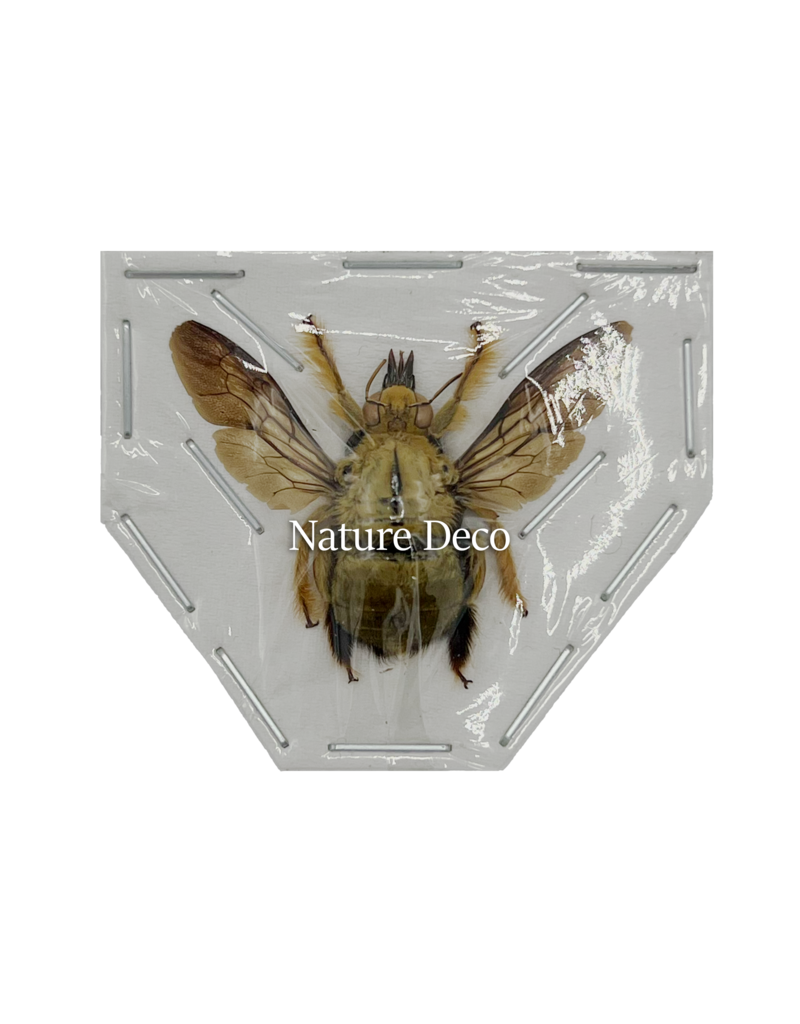 . Unmounted / dried Xylocopa aestuans (male)