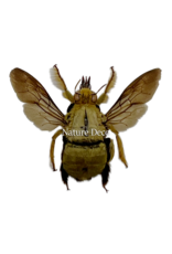 . Unmounted / dried Xylocopa aestuans (male)