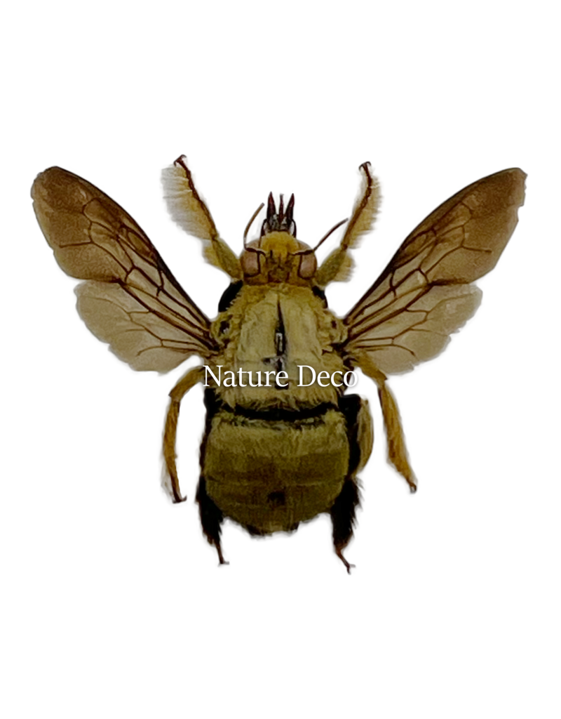 . Ongeprepareerde Xylocopa aestuans man