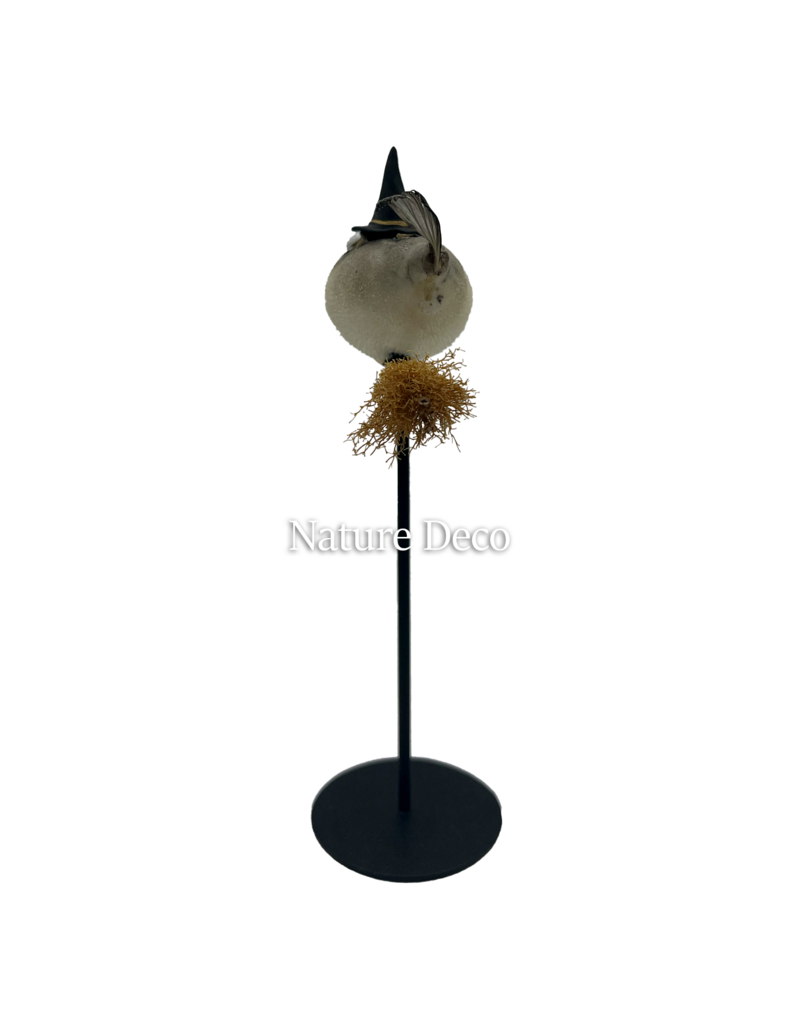 Nature Deco Witch pufferfish on a stand