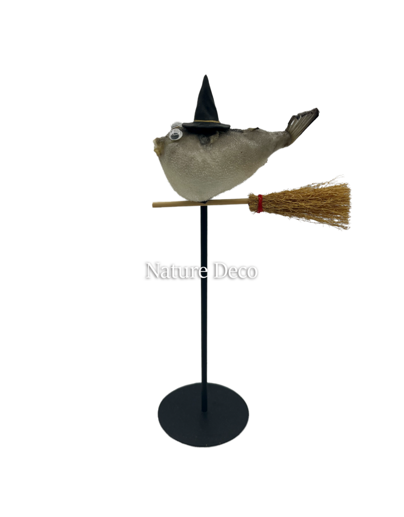 Nature Deco Witch pufferfish on a stand