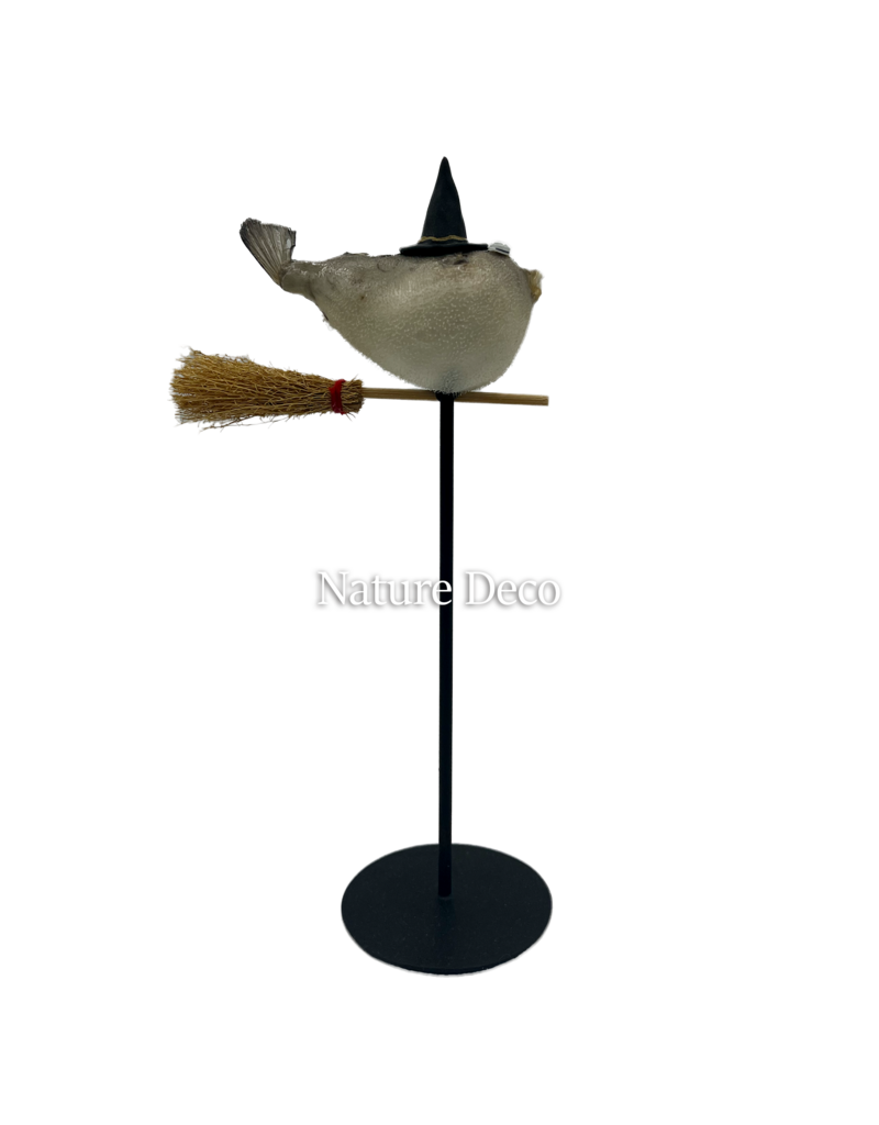Nature Deco Witch pufferfish on a stand