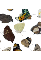 . Unmounted / dried Madagascar mix, 15 pieces