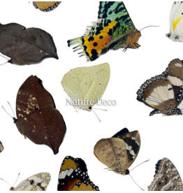 . Ongeprepareerde Madagascar mix 15 stuks