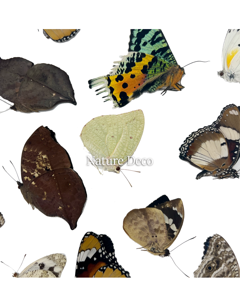 . Ongeprepareerde Madagascar mix 15 stuks