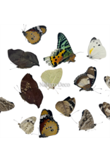 . Ongeprepareerde Madagascar mix 15 stuks