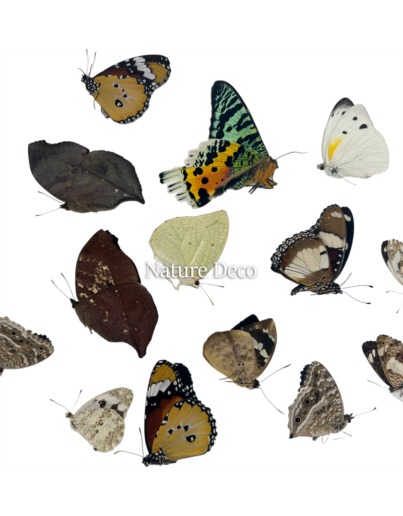 . Unmounted / dried Madagascar mix, 15 pieces