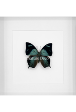 Nature Deco Anaea Glauone in luxury 3D frame 17 x 17cm