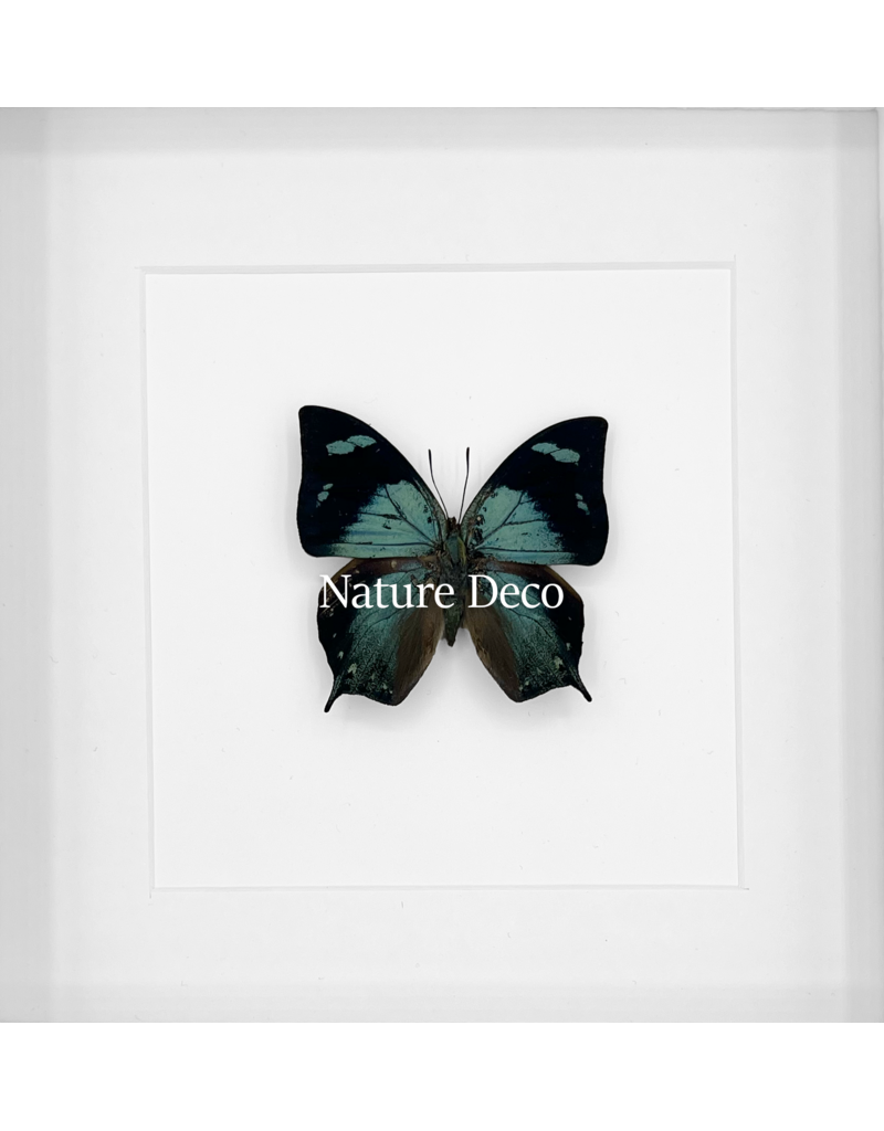 Nature Deco Anaea Glauone in luxury 3D frame 17 x 17cm
