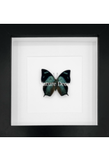 Nature Deco Anaea Glauone in luxe 3D lijst 17 x 17cm