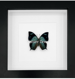 Nature Deco Anaea Glauone in luxe 3D lijst