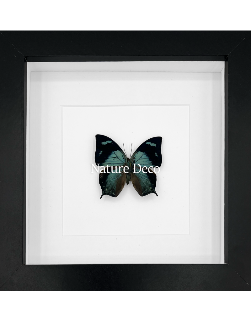 Nature Deco Anaea Glauone in luxury 3D frame 17 x 17cm