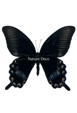 . Unmounted/dried Papilio Ascalaphus