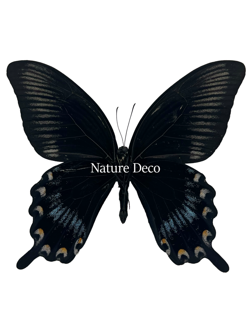 . Ongeprepareerde  Papilio Ascalaphus