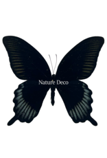 . Ongeprepareerde  Papilio Ascalaphus