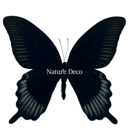 . Unmounted Papilio Ascalaphus