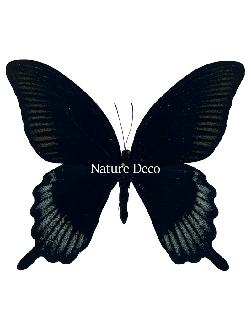 . Unmounted/dried Papilio Ascalaphus