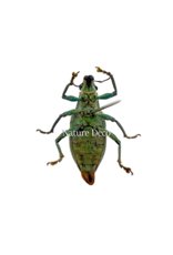 . Ongeprepareerde Hypomeces squamosus (5 stuks)