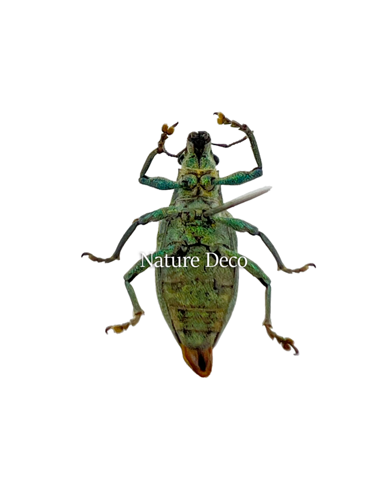 . Ongeprepareerde Hypomeces squamosus (5 stuks)