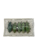 . Unmounted / dried Hypomeces squamosus (5 pieces)