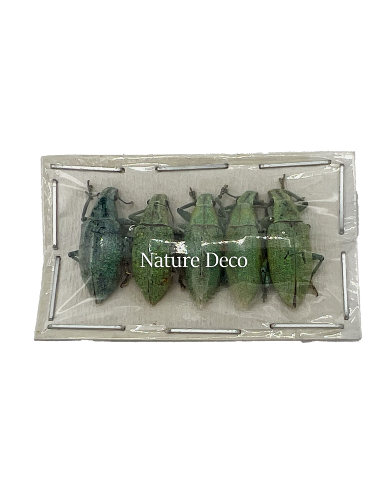 . Unmounted / dried Hypomeces squamosus (5 pieces)