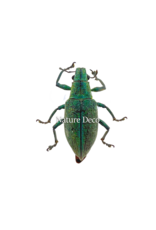 . Ongeprepareerde Hypomeces squamosus (5 stuks)