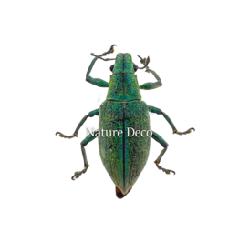 . 5 Unmounted / dried Hypomeces squamosus