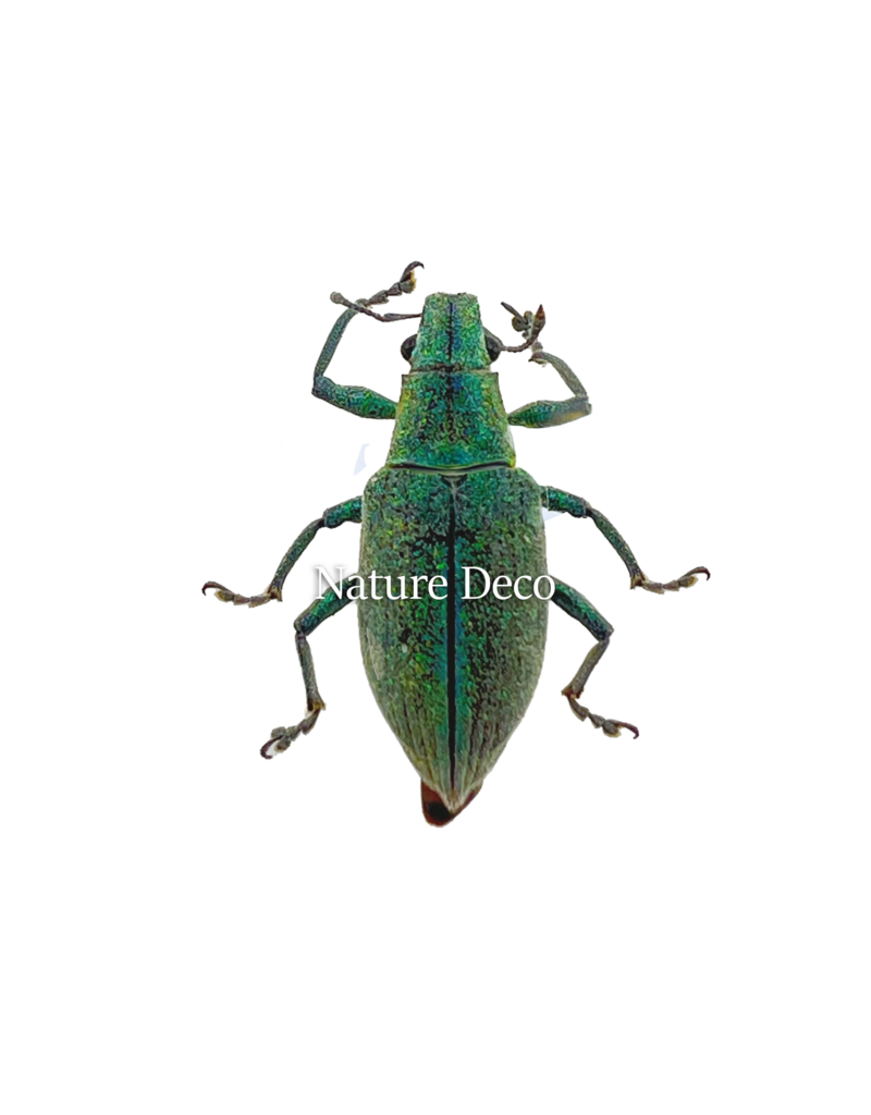 . Ongeprepareerde Hypomeces squamosus (5 stuks)