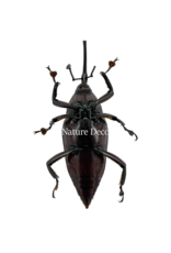 . Ongeprepareerde Paratasis elegans (snuitkever)