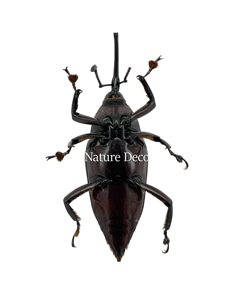 . Ongeprepareerde Paratasis elegans (snuitkever)