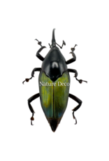 . Unmounted /dried  Paratasis elegans (weevil)