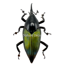 . Ongeprepareerde Paratasis elegans (snuitkever)