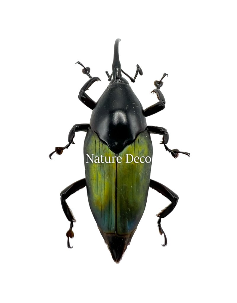 . Unmounted /dried  Paratasis elegans (weevil)