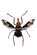 . Unmounted / dried Diptera sp.