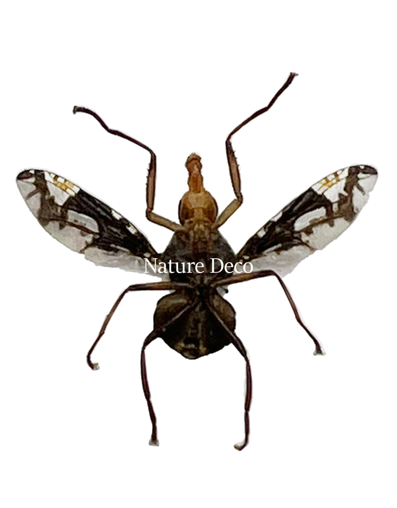 . Unmounted / dried Diptera sp.