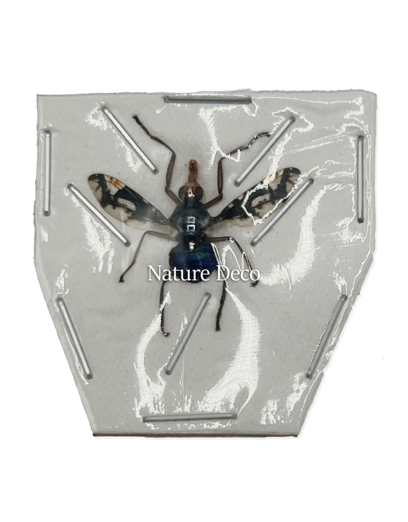 . Unmounted / dried Diptera sp.