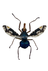 . Unmounted / dried Diptera sp.