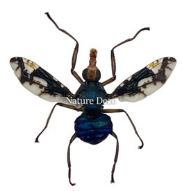 . Ongeprepareerde Diptera sp.